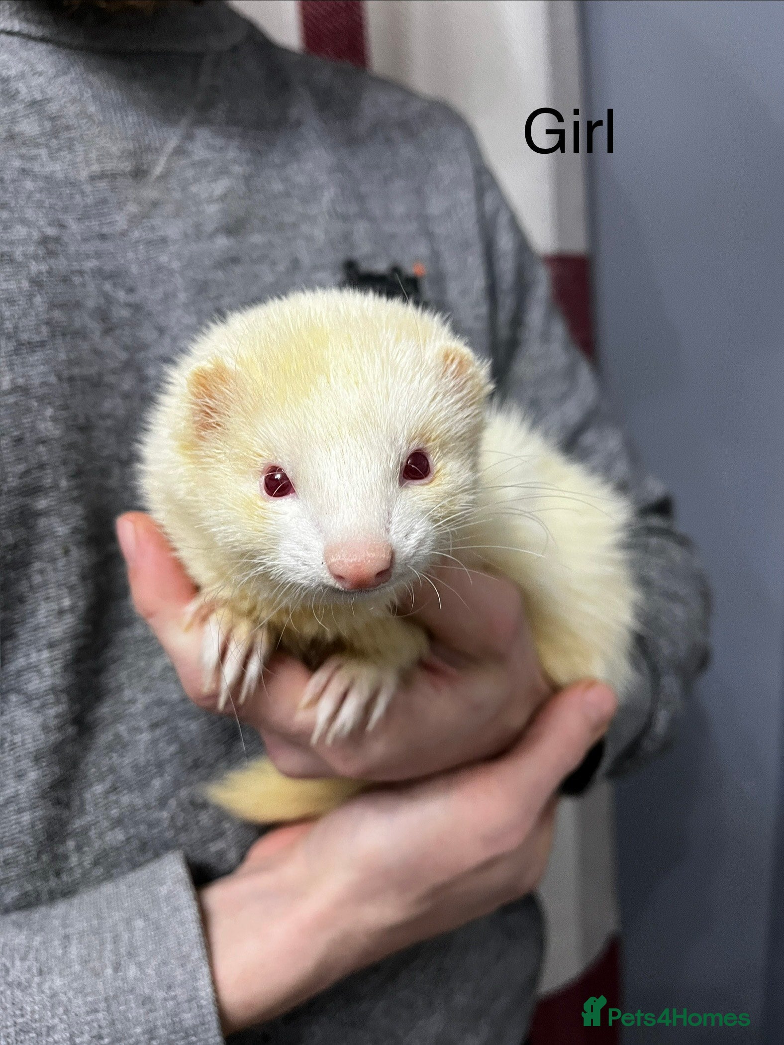 Ferret rodents 2 ferrets looking for a new home. - Advert 1