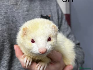 Ferret rodents 2 ferrets looking for a new home. - Advert 1