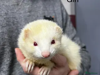 Ferret rodents 2 ferrets looking for a new home. - Advert 2