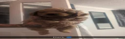 Cockapoo dogs for sale: Stunning F1BB Toy American Cockapoos - Advert 6