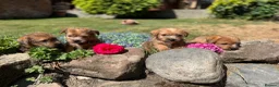 Norfolk Terrier dogs for sale: Stunning KC registered Norfolk terriers - Advert 17
