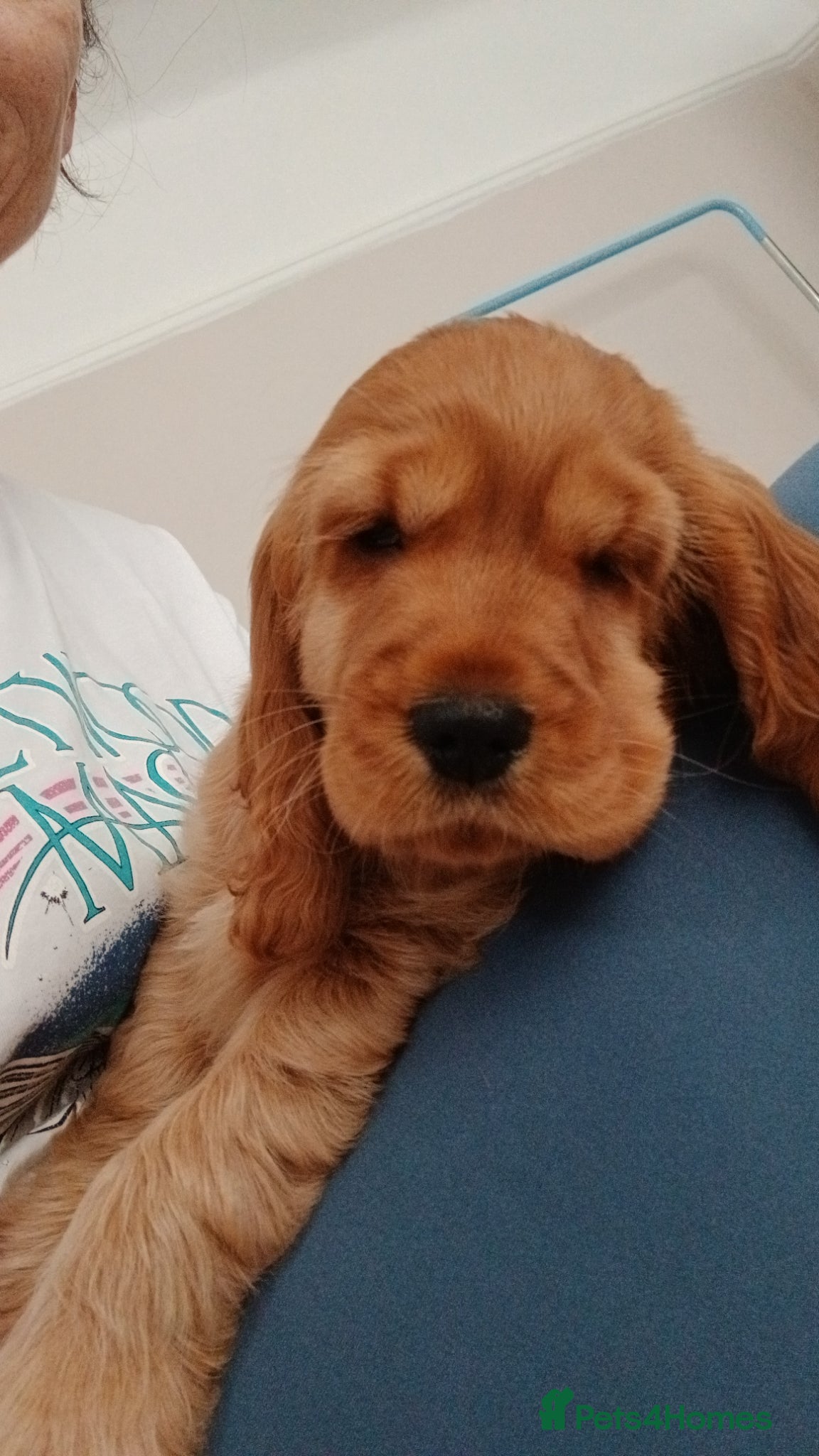Cocker Spaniel dogs **show cockers Ready to leave for forever homes** - Advert 2