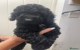 Cavapoo dogs for sale: 🐶 F1B CAVAPOOS 5* HEALTH CHECK 🐶 - Image 17