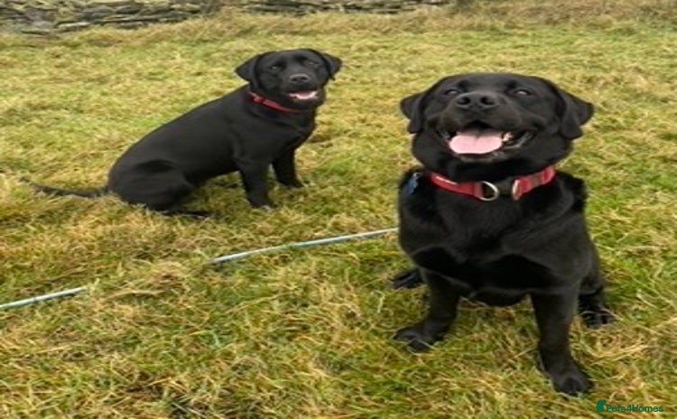Labrador Retriever dogs - Advert 20
