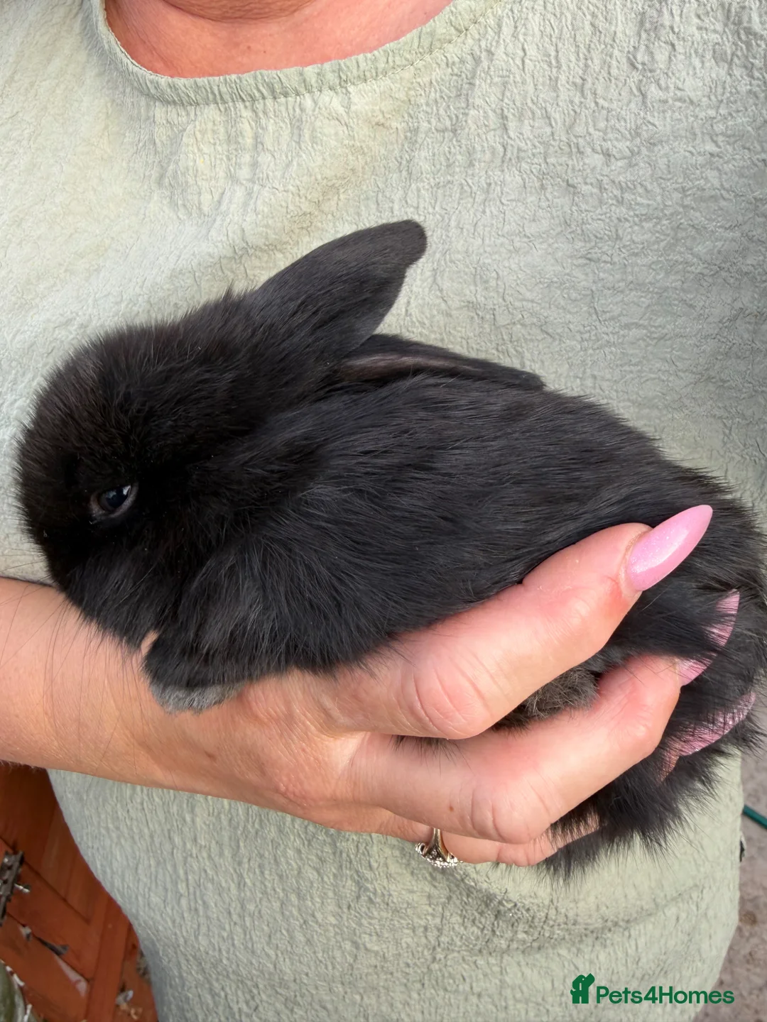 Mini Lop rabbits for sale: Mini lop babies  - Advert 4