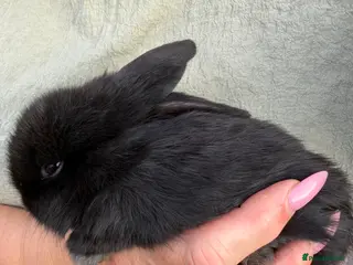 Mini Lop rabbits Mini lop babies - Advert 1