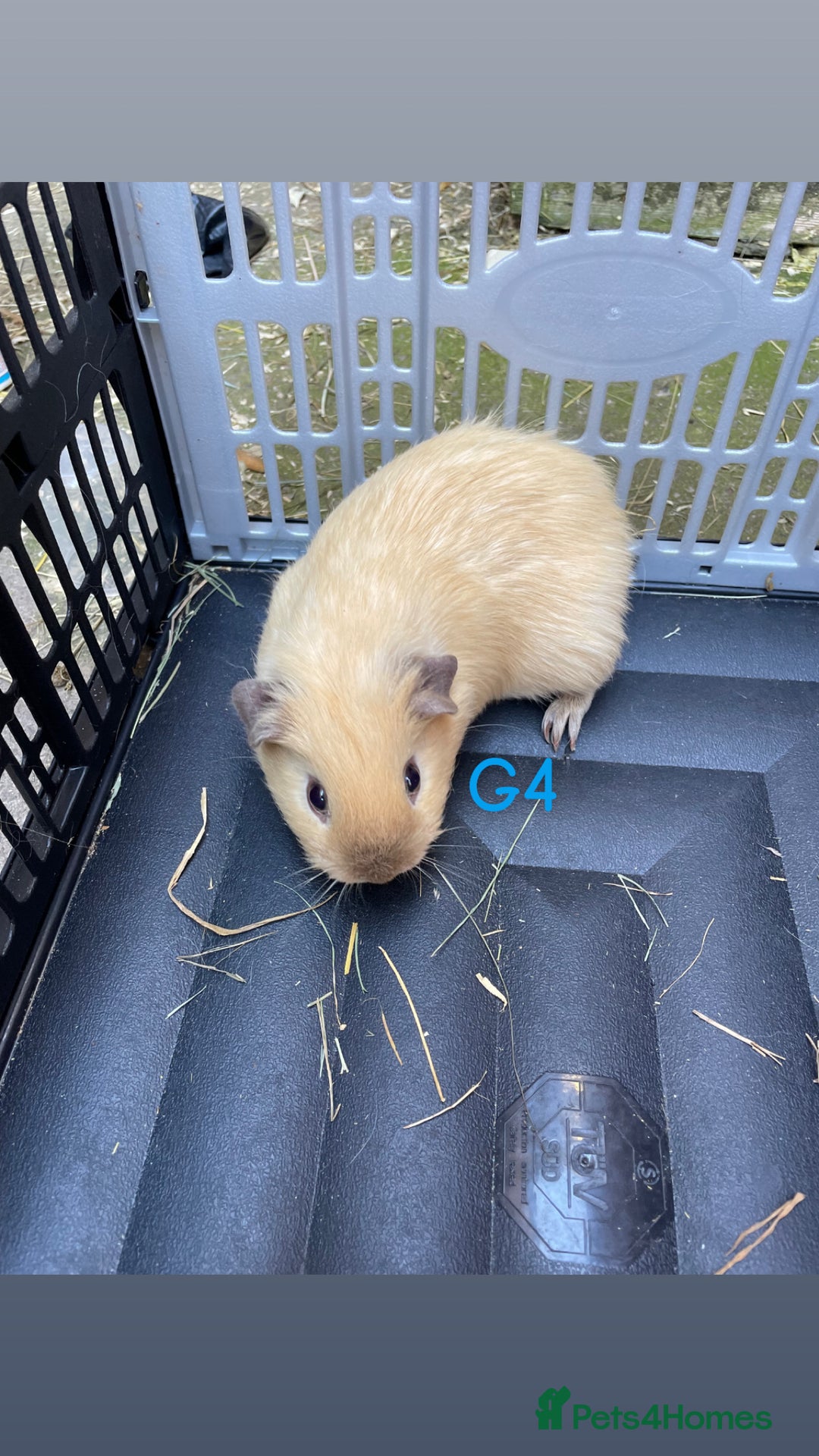 Guinea Pig rodents for sale: Baby guinea pigs for sale, various breeds - Image 13
