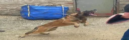 Belgian Shepherd Dog dogs for sale: Belgium malinos cross Dutch Herder puppies  in Wakefield - Advert 25