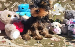 Yorkshire Terrier dogs for sale: Peace of Happiness!!! - Image 21