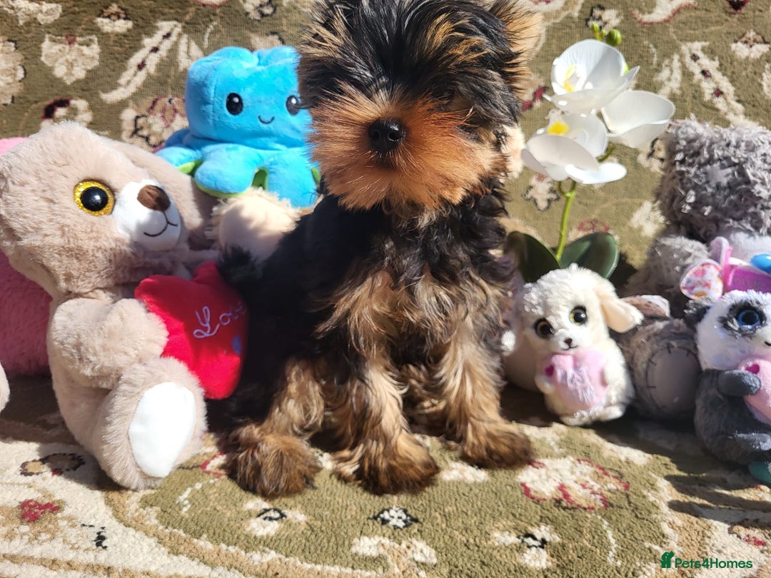 Yorkshire Terrier dogs for sale: Peace of Happiness!!! - Image 21