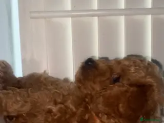 Cavapoo dogs Beautiful Cavapoo pup - Advert 3