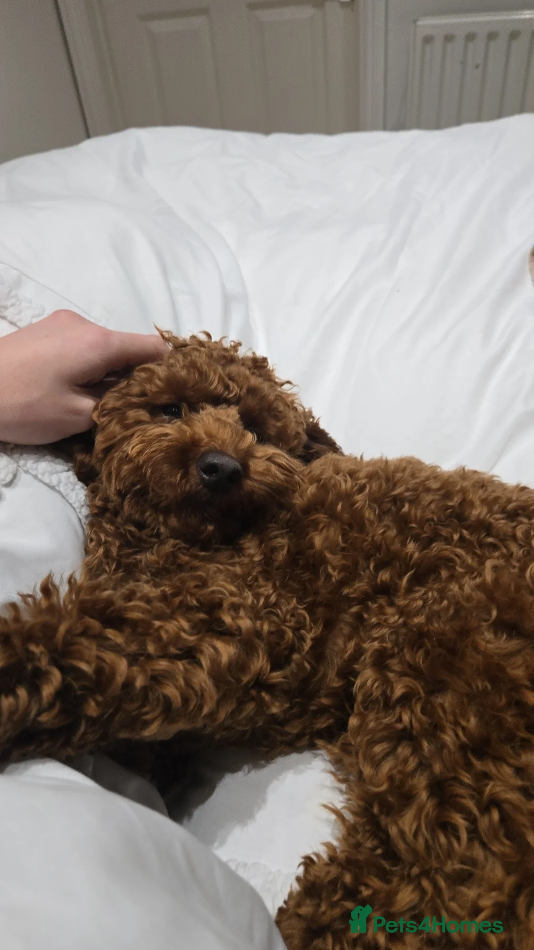 Toy Poodle dogs for stud: Toy poodle for STUD (dark red) - Advert 9