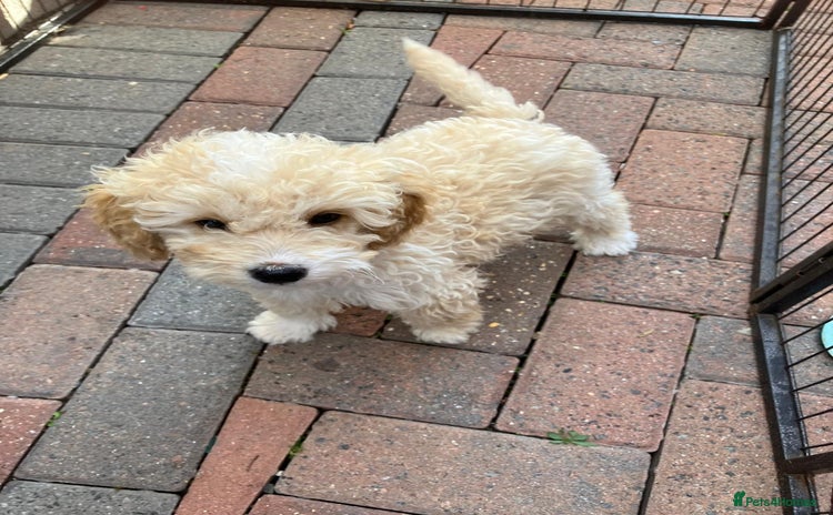 Cockapoo dogs - Advert 10