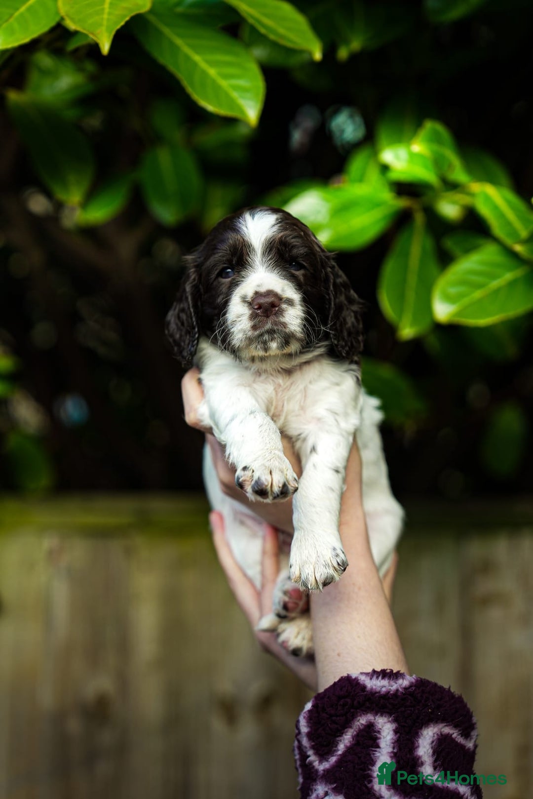 Cocker Spaniel dogs for sale: KC Registered Working Cocker Spaniel Puppies  - Advert 9