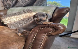 Dachshund dogs for sale: Miniature Dachshund Puppies  - Image 11