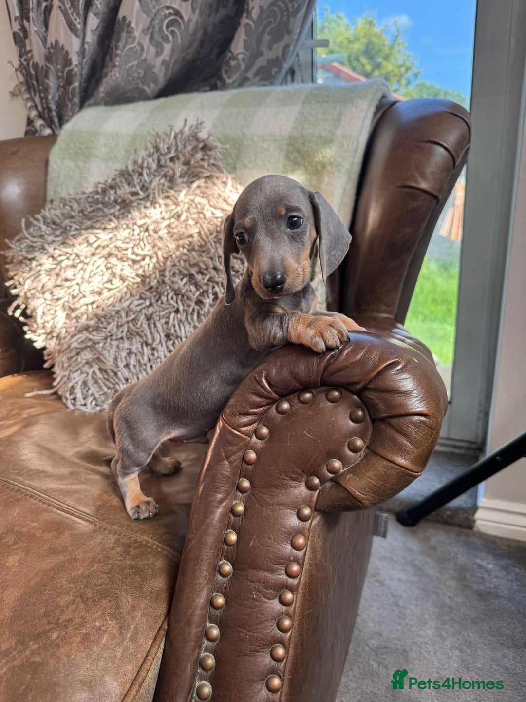 Dachshund dogs for sale: Miniature Dachshund Puppies  - Image 11