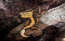 Gecko reptiles for sale: Two crested geckos  in Dunmow - Image 3