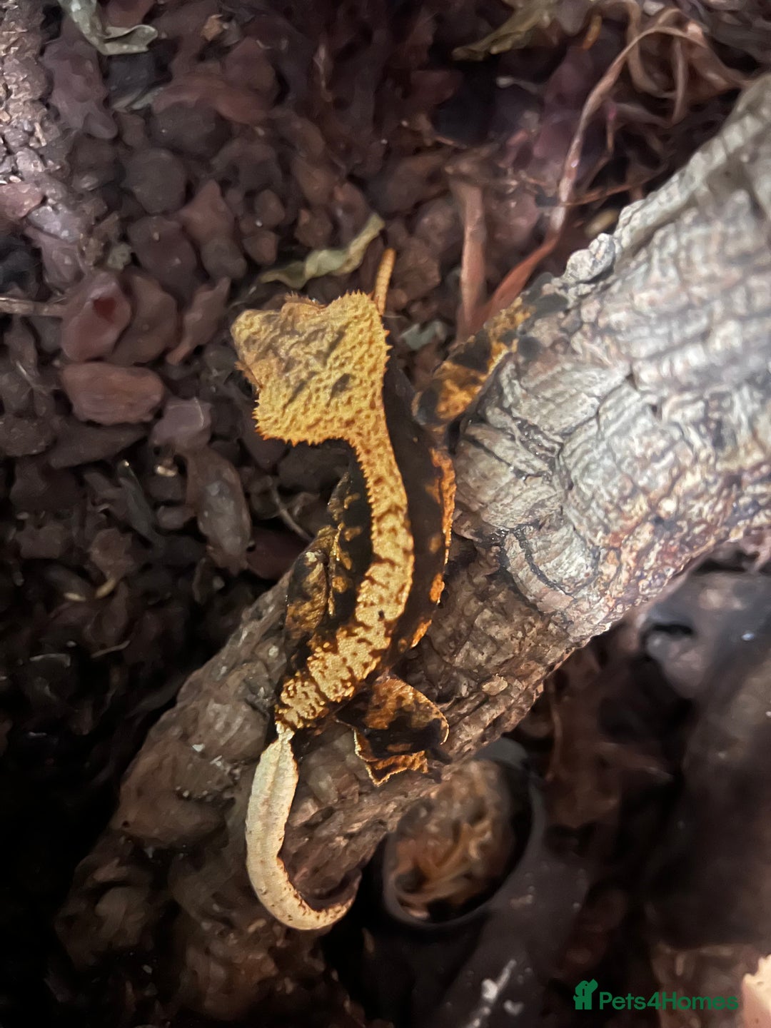 Gecko reptiles for sale: Two crested geckos  in Dunmow - Image 3