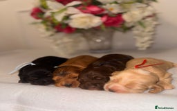 Cocker Spaniel dogs for sale: 🐶🐾beautiful show cocker spaniel puppy’s 🐶🐾 - Image 14