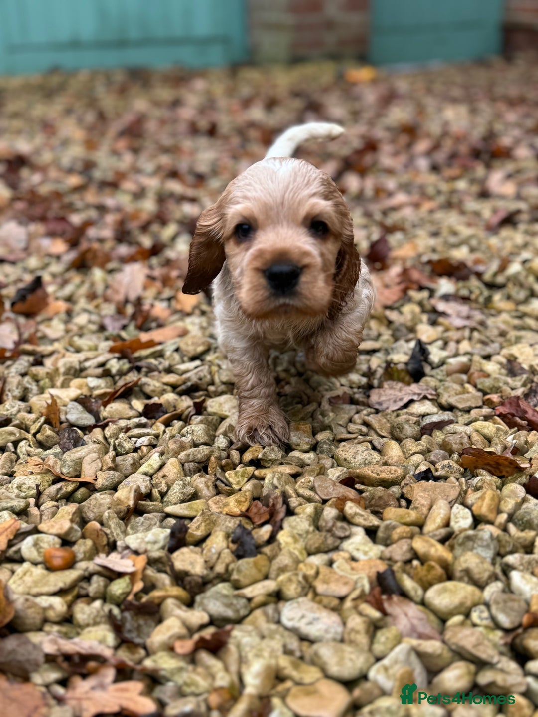 Cocker Spaniel dogs for sale: Exceptional litter of Show Type Cocker Spaniels - Advert 5