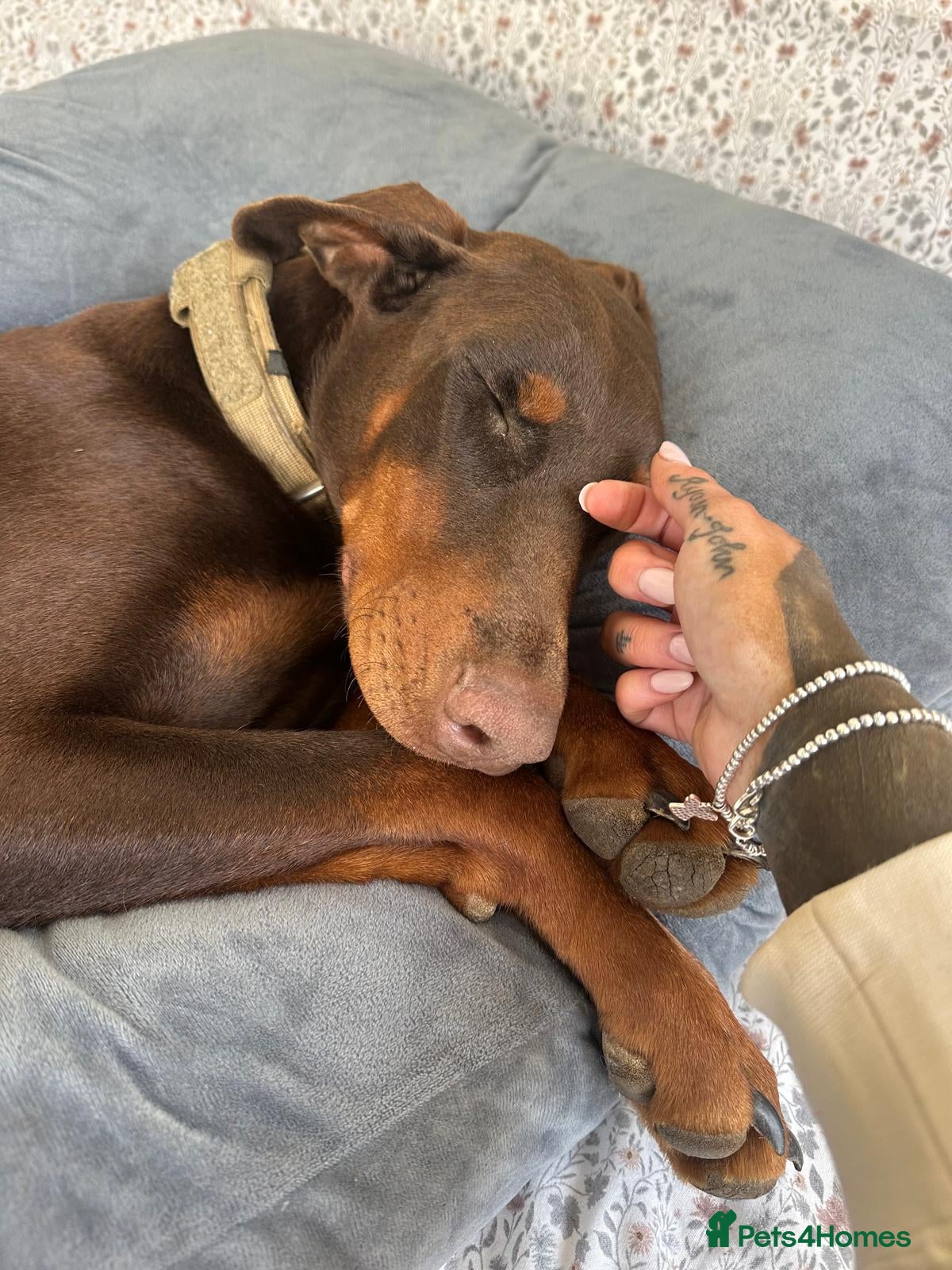 Dobermann dogs Beautiful family dobermans  - Advert 2