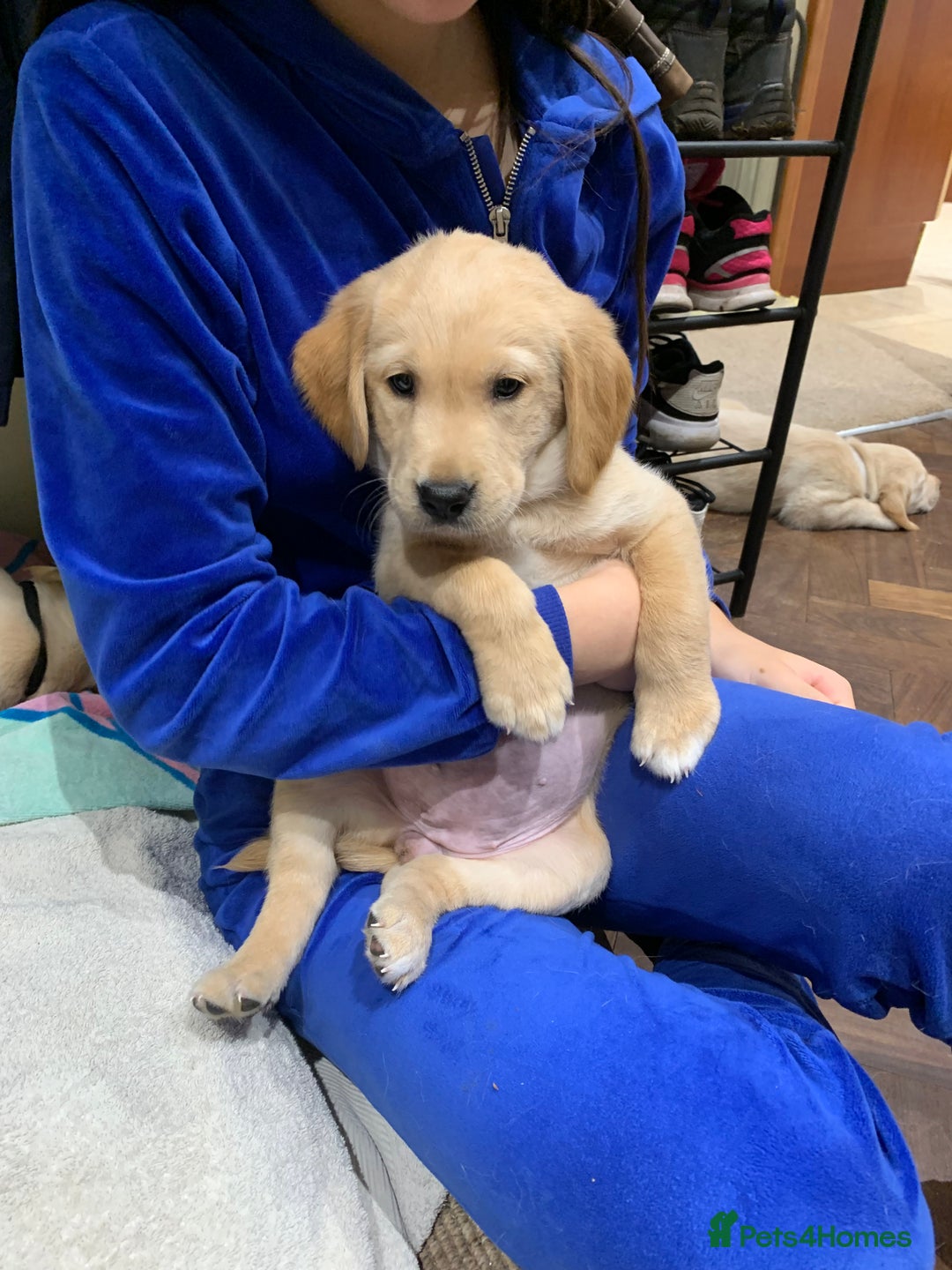 Goldador dogs for sale:  3 Very cute goldador female puppies  - Advert 9