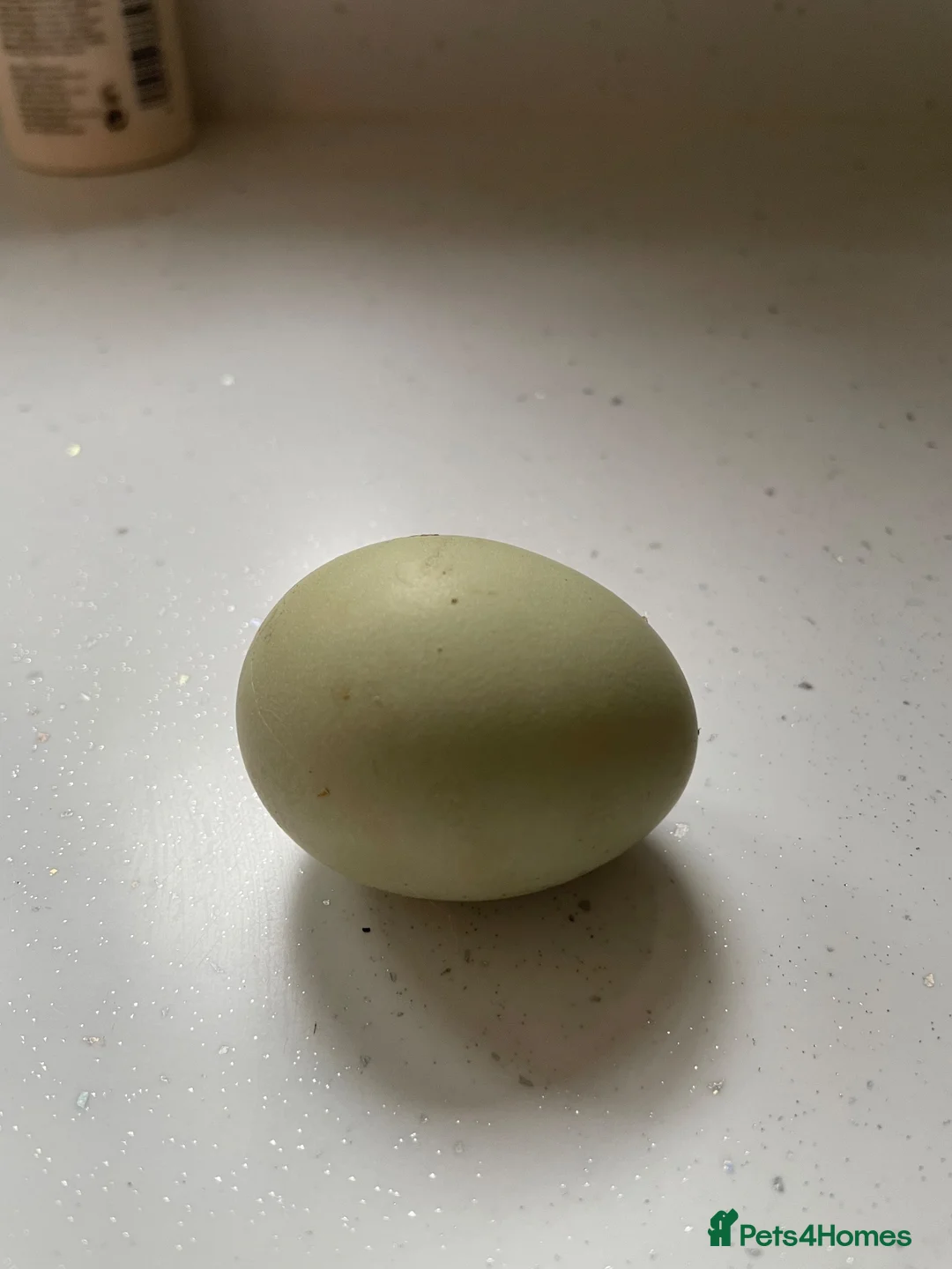 Chickens poultry for sale: Devon blue pol hens - Advert 2