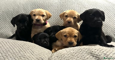 Labrador Retriever dogs - Advert 3