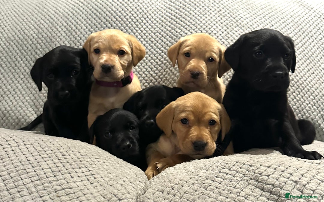 Labrador Retriever dogs for sale: KC Registered Labradors - Image 3
