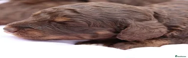 Labradoodle 11