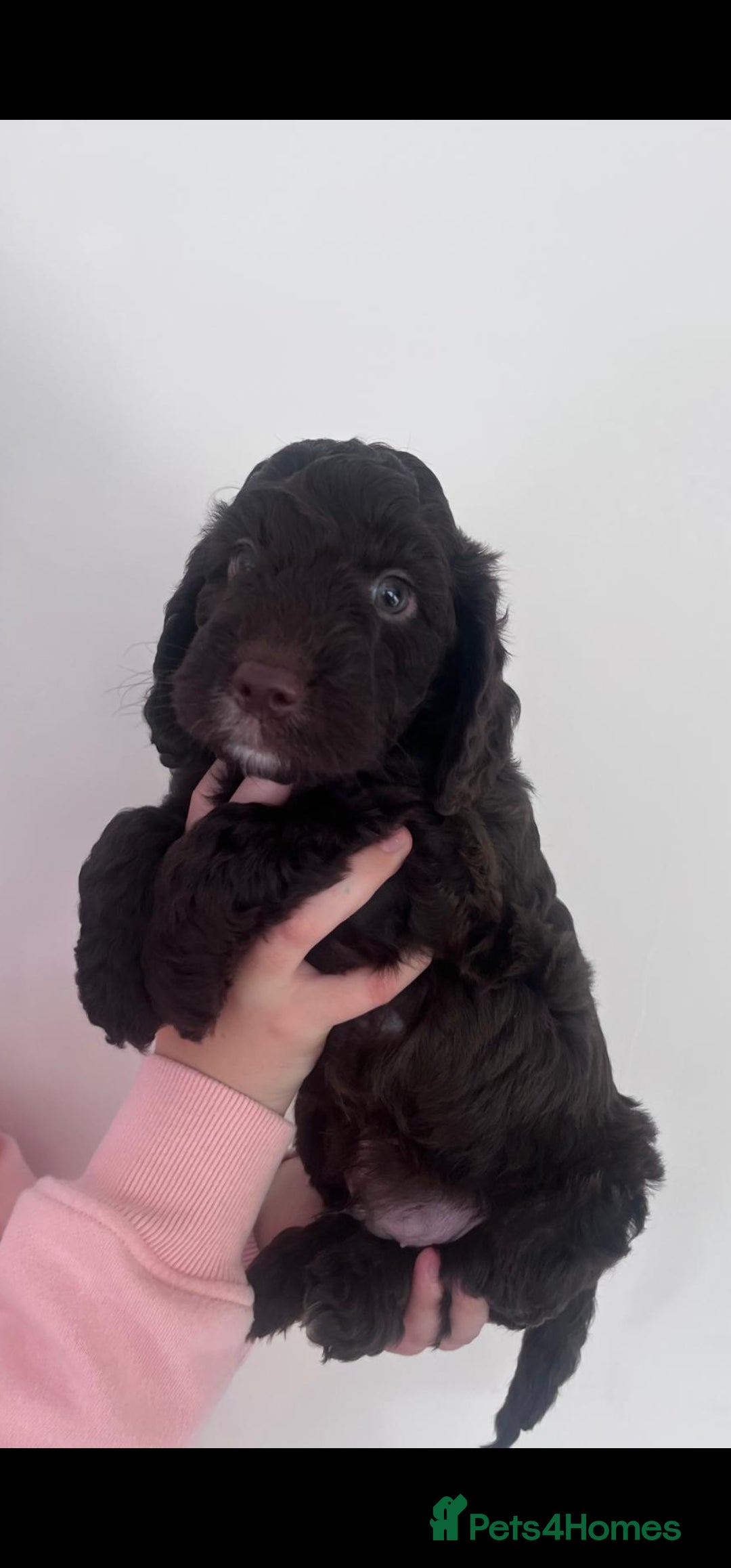 Cockapoo dogs for sale: F1 cockapoos  - Image 3