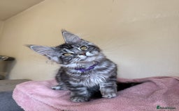 Maine Coon cats for sale: Pedigree GCCF Russian Import line Maine Coons - Image 18