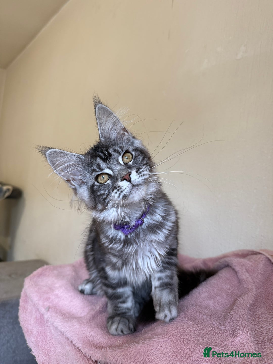 Maine Coon cats for sale: Pedigree GCCF Russian Import line Maine Coons - Image 18