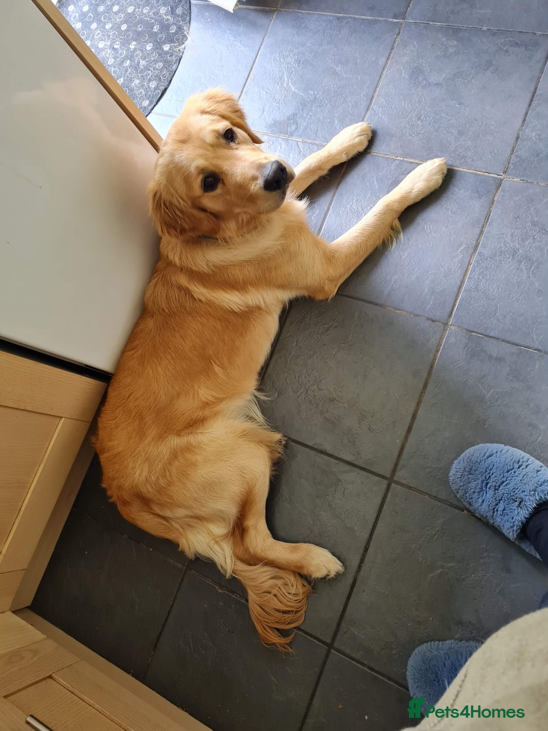 Golden Retriever dogs for sale: 3yrs old Alex - Advert 3