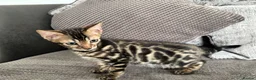 Bengal cats for sale: Full pedigree rosetted bengal kitten -male  - Advert 19