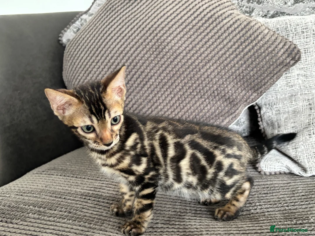 Bengal cats for sale: Full pedigree rosetted bengal kitten -male  - Advert 19