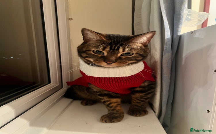 Domestic Shorthair cats - Advert 6