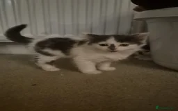 Mixed Breed cats for sale: 4 male kittens - Image 3