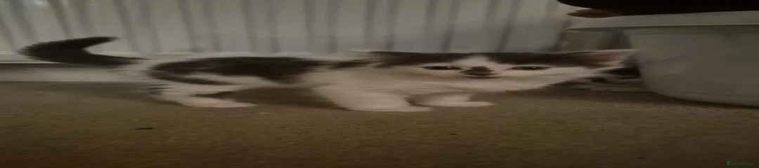 Mixed Breed Kitten 1