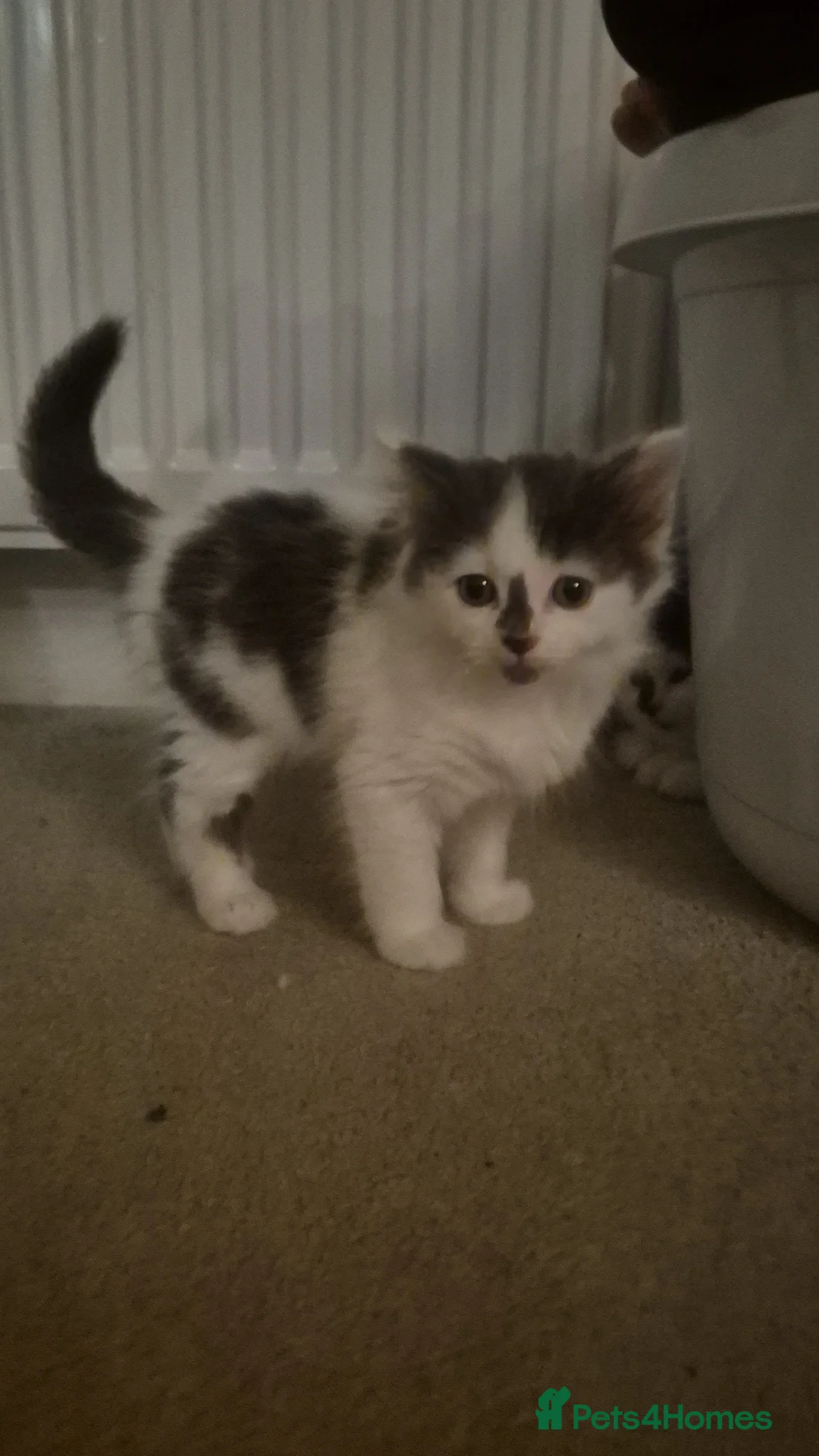 Mixed Breed cats for sale: 4 male kittens - Image 3