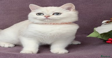 British Shorthair cats - Advert 2