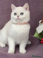British Shorthair cats - Advert 13