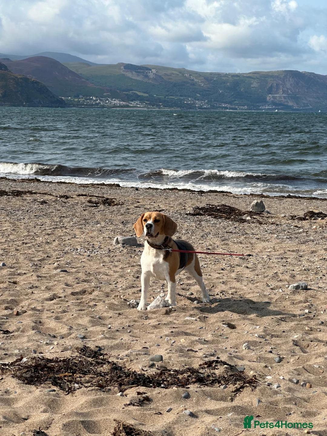 Beagle dogs for sale: Beautiful Beagle Looking for a Loving, Active Home - Advert 7