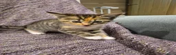 Mixed Breed cats for sale: BEAUTIFUL MIXED RAGDOLL KITTEN BOY - Advert 2
