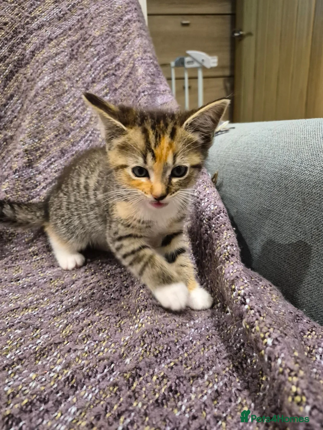 Mixed Breed cats for sale: BEAUTIFUL MIXED RAGDOLL KITTEN BOY - Advert 2