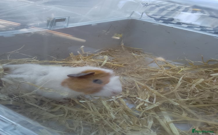 Guinea Pig rodents - Advert 2