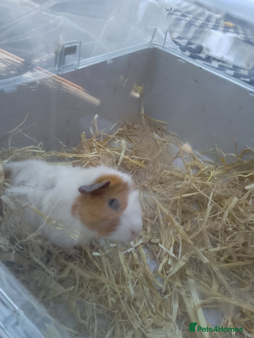 Guinea Pig rodents for sale: 2 female baby guinea pigs  - Image 1