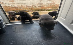 German Shepherd dogs for sale: German shepherd puppies  - Image 12