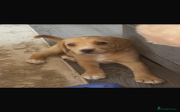 Bocker dogs for sale: Bocker - Image 6