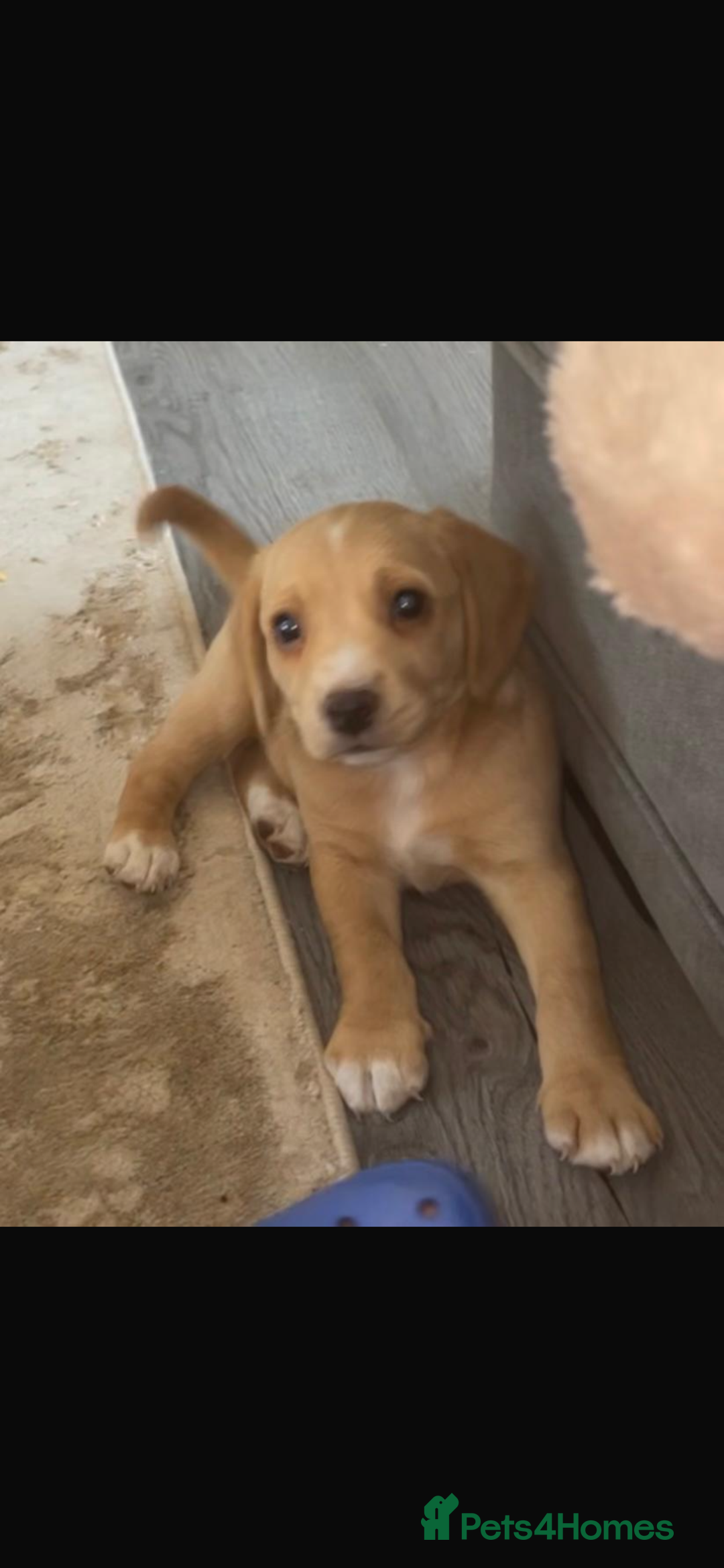Bocker dogs for sale: Bocker - Image 6